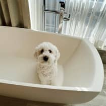 A small white dog sits in a freestanding bathtub by a window