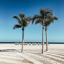 Three palm trees stand tall on a pristine beach with white sand and rows of lounge chairs and umbrellas in the distance, under a clear blue sky.
