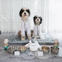 Two dogs wearing white sweaters sit on a plush pet bed behind trays filled with silver food and water bowls, water cartons and a towel animal