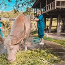 Guest hosing down a farm animal