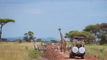 Safari game drive with rugged SUV on dirt road behind giraffe and zebras, flanked by tall grass and