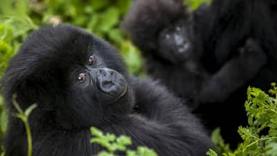 Baby gorilla looks at the camera, surrounded by greenery