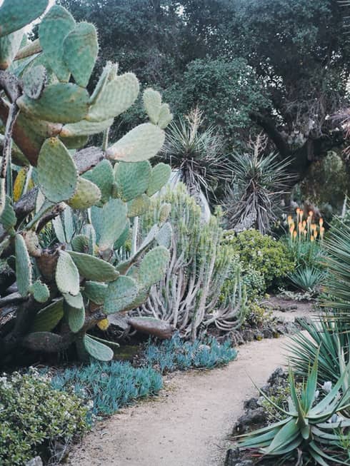 Succulents and cacti line a dirt path in the Arizona Cactus Garden.