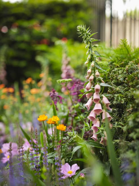 Close up a garden filled with greenery and pink bell-shaped flowers along with orange and purple blooms