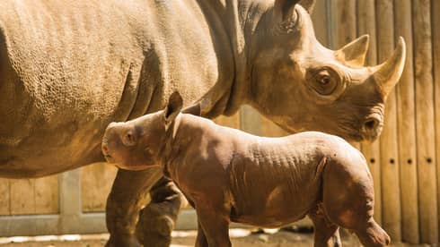 A baby rhino stays close to its mother at the Lincoln Park Zoo