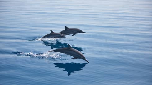 Pod of dolphins