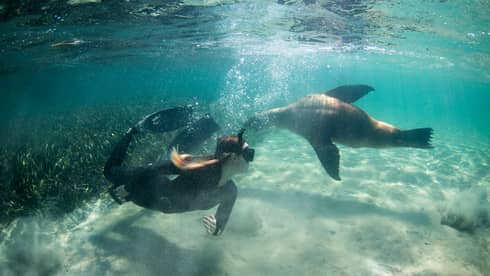 Australian Sea Lion and a Diver in the water, snorkeling and free diving near Perth Australia
