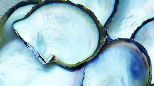 Shimmering interior of sea shells