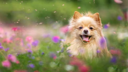 Long-haired chihuahua runs through a field of flowers with pink and purple petals flying in the air