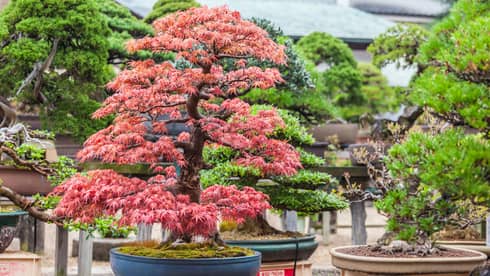 Close-up view of a red-leafed Japanese maple, moss at its base, amid large bonsais in shallow pots.