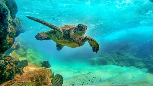 Sea turtle swimming in blue-green waters through coral reef