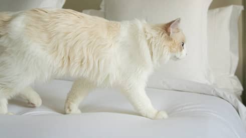 A beige and white cat walking on a bed in a guest room