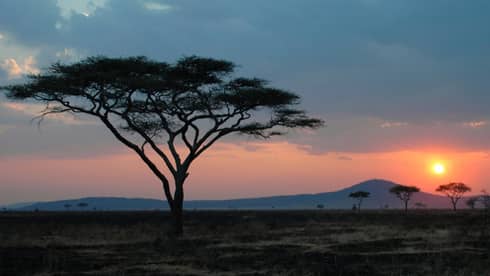 Serengeti plain with tree in forefront, hilltop in distance at sunset