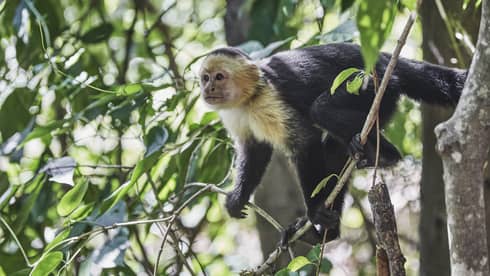 Small monkey sits on branch in tree 