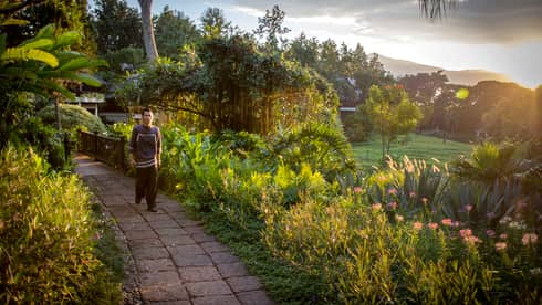Man walks down brick path past tropical plants, garden and rice plantation fields at sunrise 