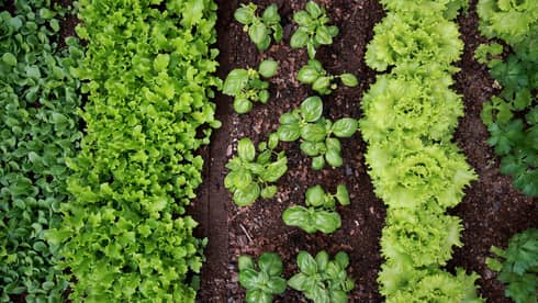 Aerial view of a garden with rows of plants