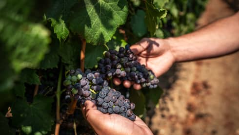 Close up of hands holding a bunch of grapes on the vine