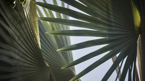 The leaves of a palm tree.