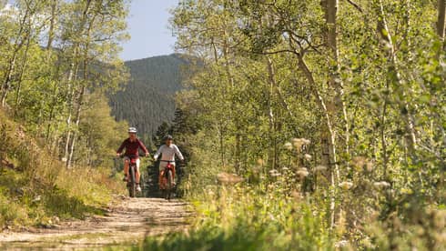 Two people biking down a trail surrounded by thin trees.