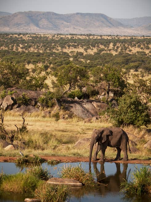 Elephant grazes by small pond in Serengeti field