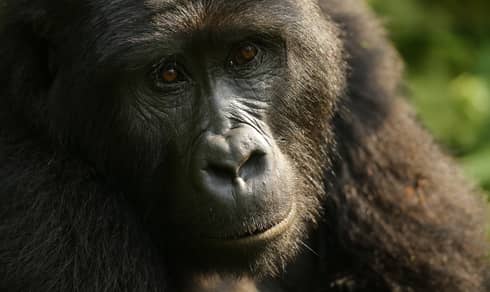 Mountain Gorilla close up portrait from Bweza group, Bwindi Impenetrable National Park
