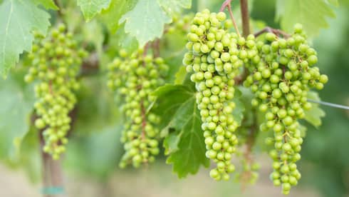 Green grapes and leaves on a vine