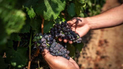 Close up of hands holding a bunch of grapes on the vine