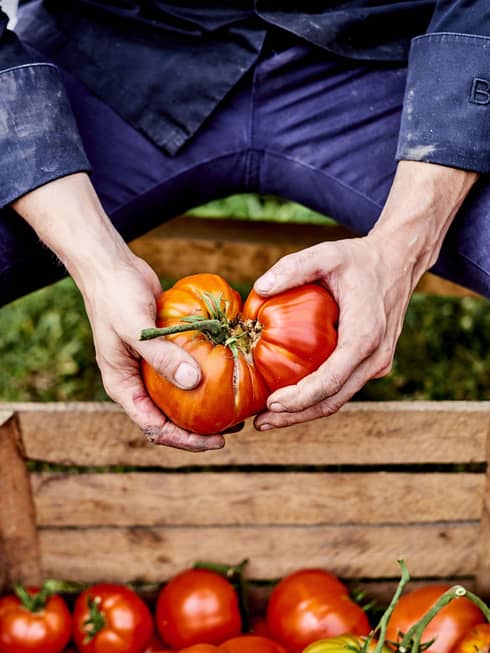 close up of hands holding two large red tomatoes over a wooden crate of tomatoes
