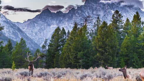 Two elk in meadow under row of pine trees, mountain range