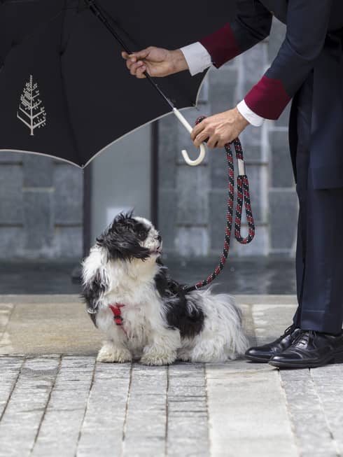 A person with a small dog on a leash. The person is holding an umbrella over the dog.
