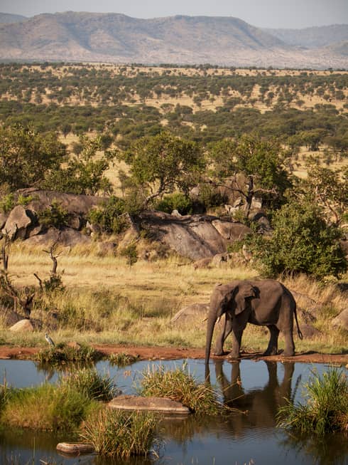 Elephant grazes by small pond in Serengeti field