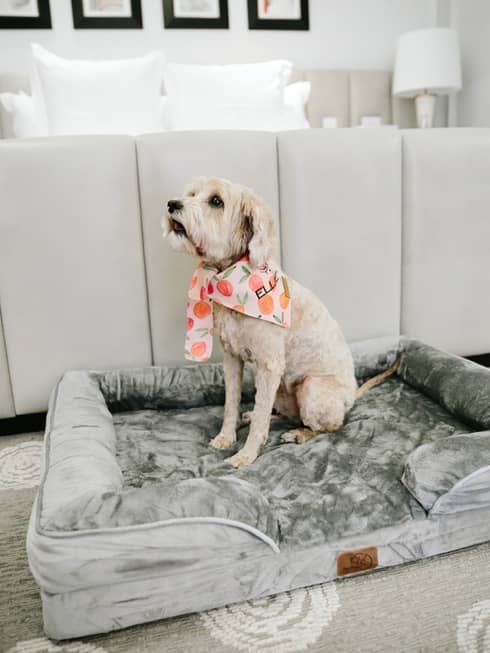A dog sitting on a dog bed.
