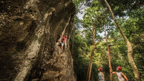 Two climbers in helmets hold climbing ropes and watch another navigate a craggy rock face, surrounded by tall, slender trees.