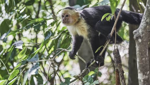 Small monkey sits on branch in tree 