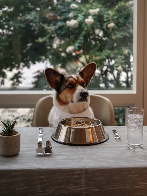 Corgi sits at a dining table with a silver dog food bowl in front of him