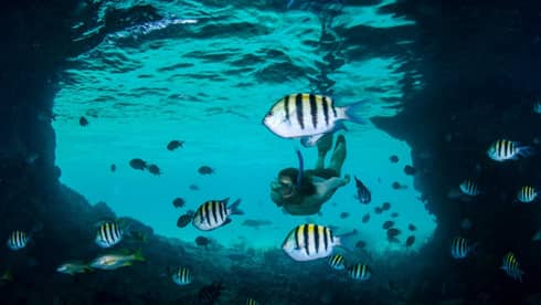 Underwater view of tropical fish in lagoon