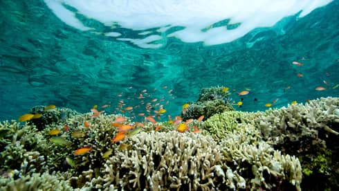 Wide-lens upward view from underwater of a school of small, brightly-coloured fish swimming above a reef of tentacled corals.