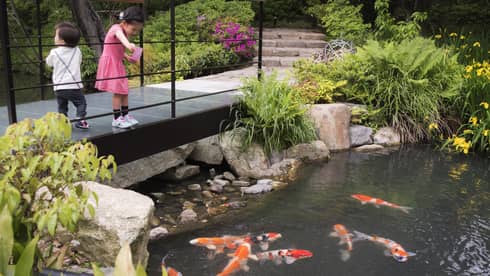 Koi feeding