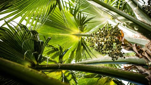 Looking up into a palm tree with various palm fronds extending out to the left