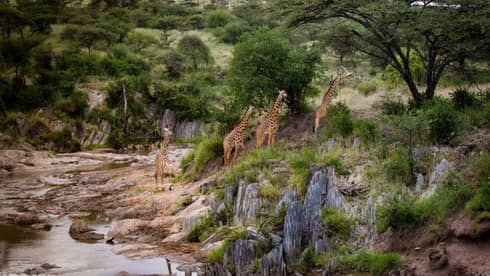 Four tall giraffes walking up rocks along riverbed