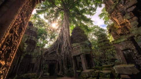 The roots of a tree wrap around stone in a secluded temple
