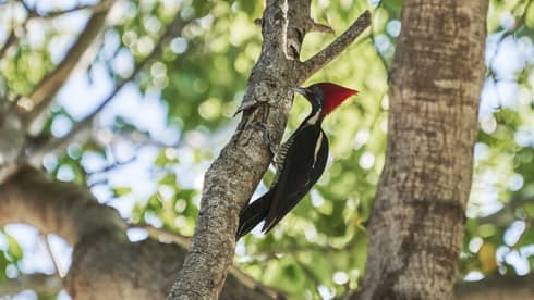 A lineated woodpecker, or carpenter bird, with a tall red crest and black and white feathers perched on a branch