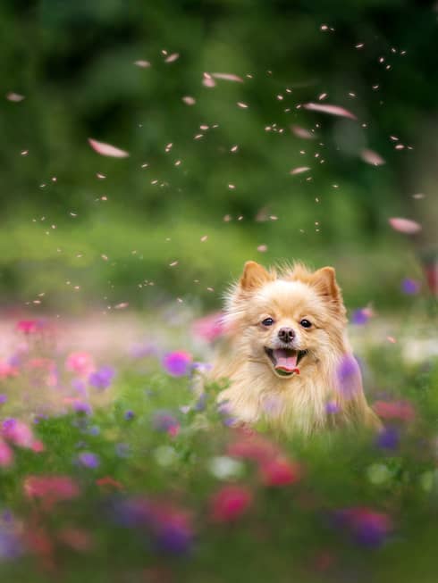 Long-haired chihuahua runs through a field of flowers with pink and purple petals flying in the air