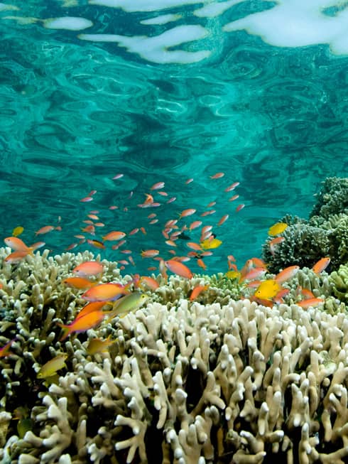 Wide-lens upward view from underwater of a school of small, brightly-coloured fish swimming above a reef of tentacled corals.
