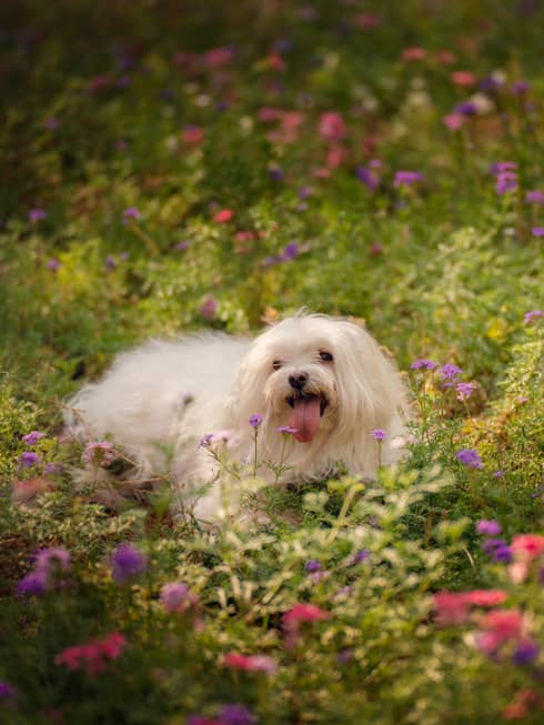 Small white long-haired dog sits in a field of wild flowers
