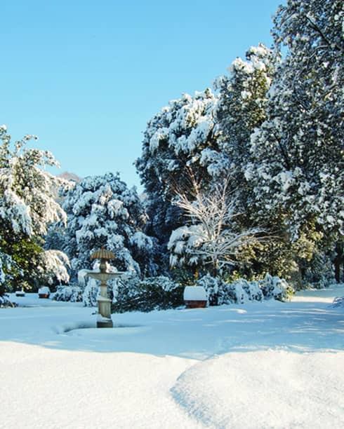 A small road in Seoul in winter covered in snow, surrounded by green trees with snow covering them.