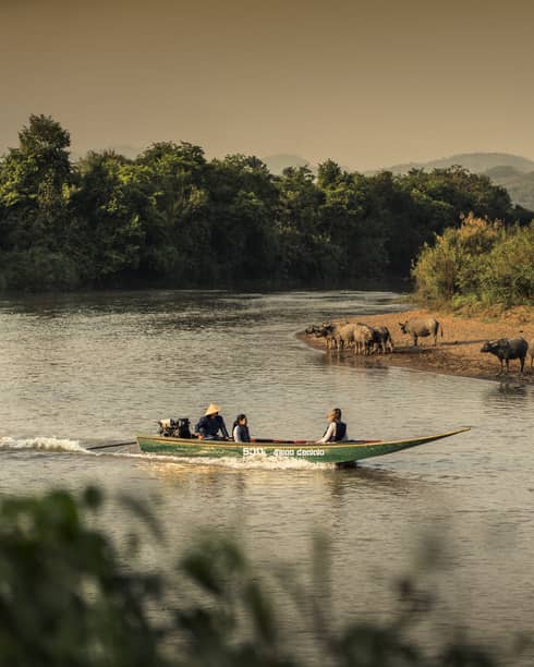 Longtail boat passes animals on the shore of the Ruak river 