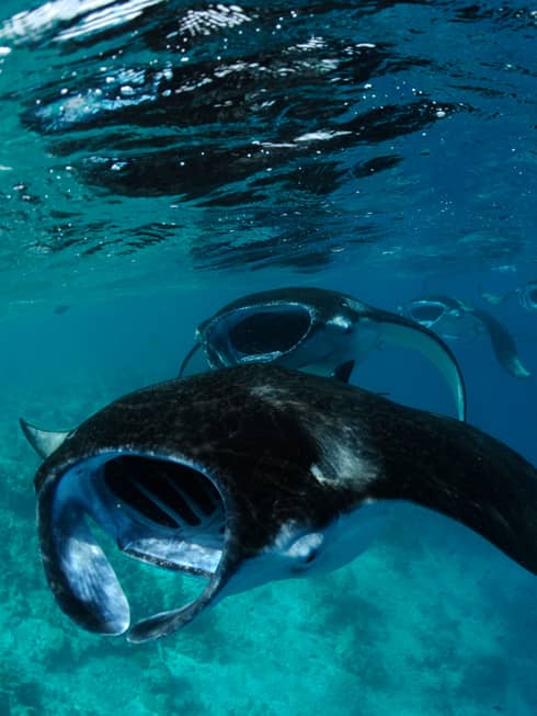 Group of manta rays swim underwater in blue lagoon