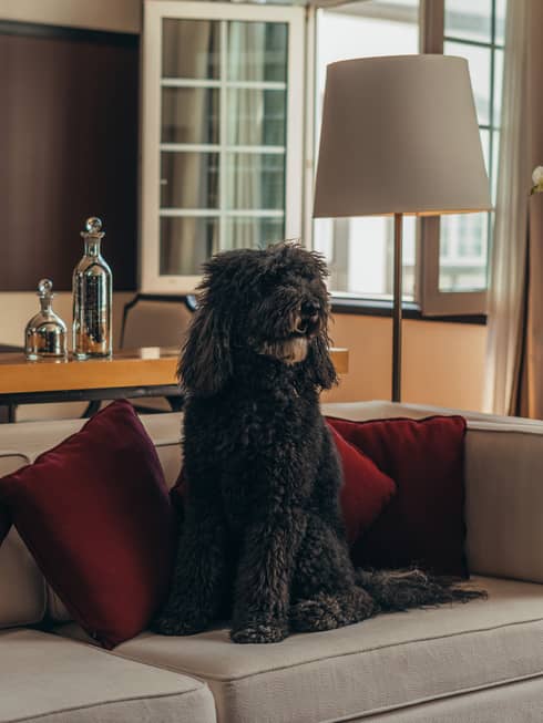 A dog sits on a couch in a hotel suite with earth-toned decor and bright natural light