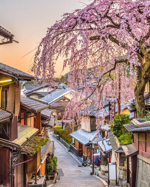 A narrow street between old wood buildings with a cherry blossom near.